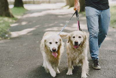 Avoiding 14 Common Mistakes When Walking Your Dog: A Practical Guide