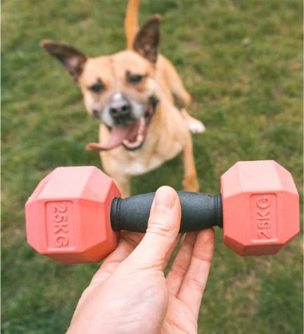 Ebi Bite Me 'For the Gainz' Dumbbell Dog Toy