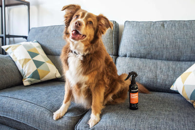 Animology Dirty Dawg No Rinse Dog Shampoo 250ml
