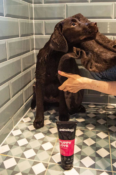 Animology Puppy Love Puppy Shampoo
