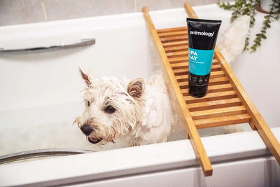 Animology Spa Day Skin & Coat Dog Shampoo 250ml