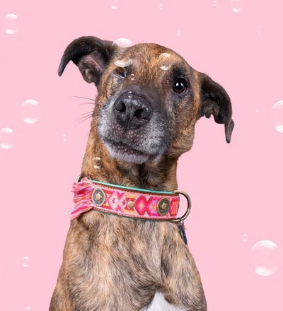 DWAM Boho Rosa Leather Dog Collar