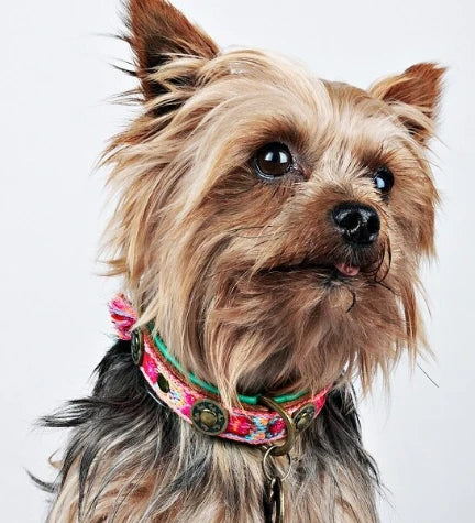 DWAM Boho Rosa Leather Dog Collar