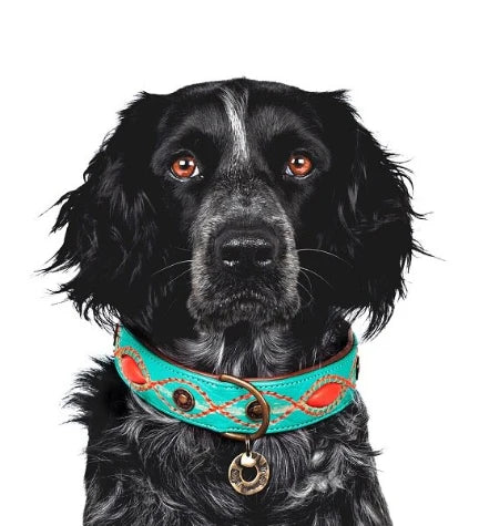 DWAM Janis Dog Collar