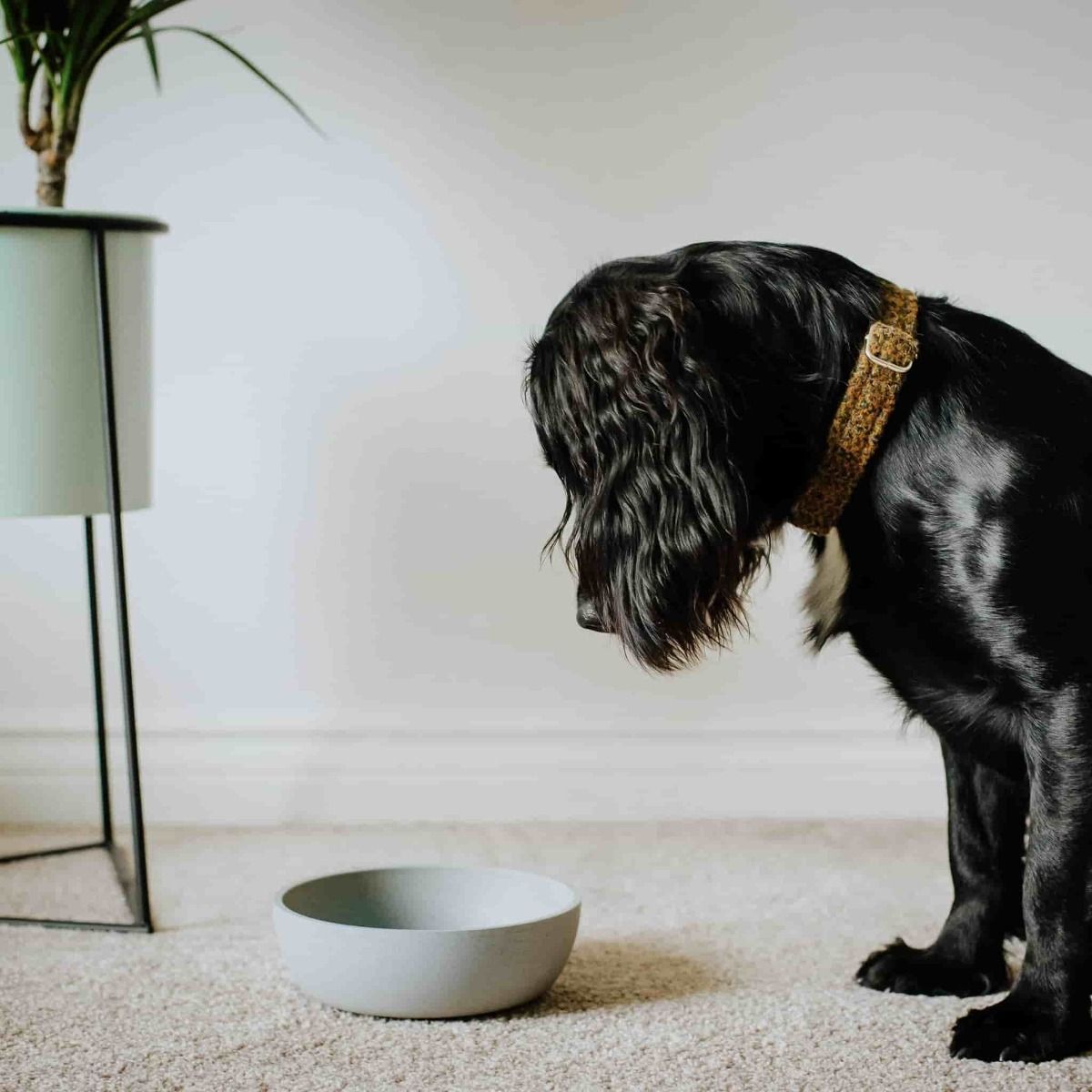 District 70 Bamboo Dog Bowl