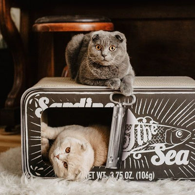 District 70 Sardine 2-in-1 Cardboard Cat Scratcher & Cave