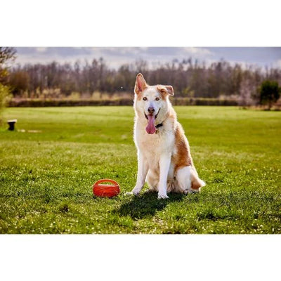 Doggi Rugby Ball