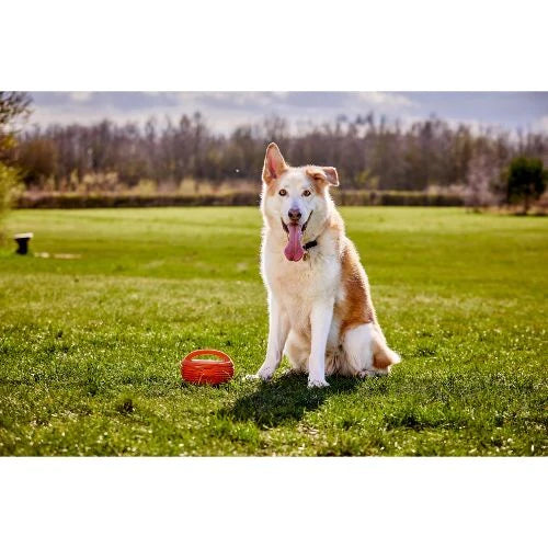 Doggi Dumbbell