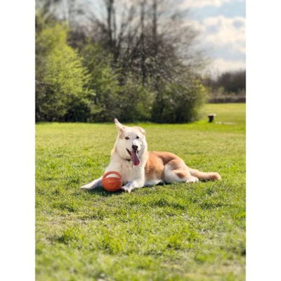 Doggi Rugby Ball