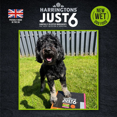Harringtons Just 6 Lamb Grain Free Adult Wet Dog Food 380g