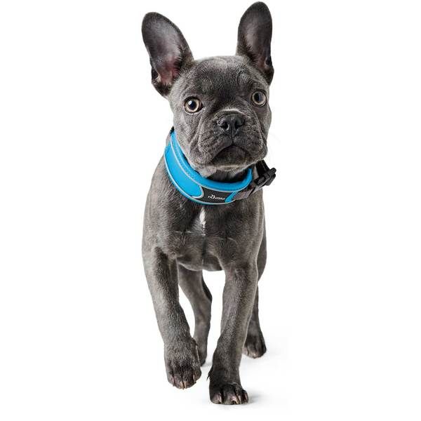 Hunter Divo Dog Collar
