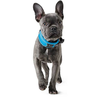 Hunter Divo Dog Collar