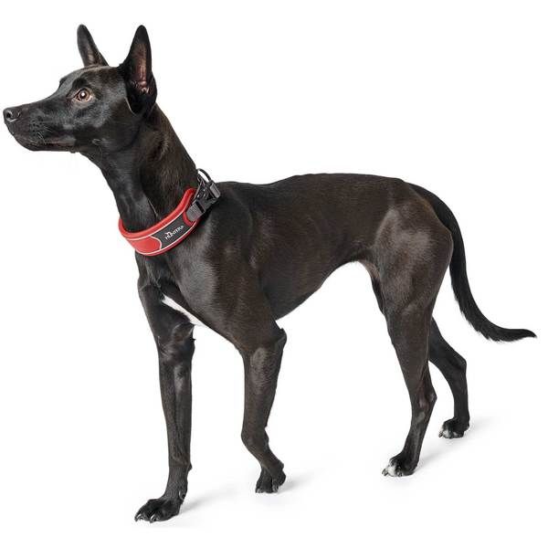 Hunter Divo Dog Collar