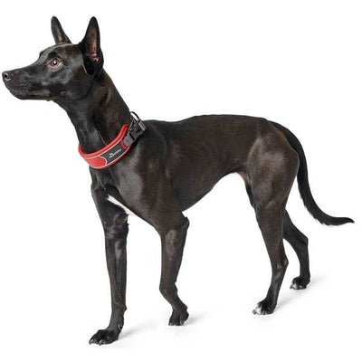 Hunter Divo Dog Collar