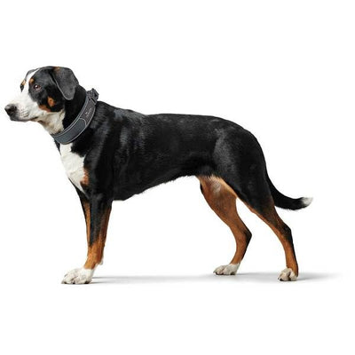Hunter Divo Dog Collar