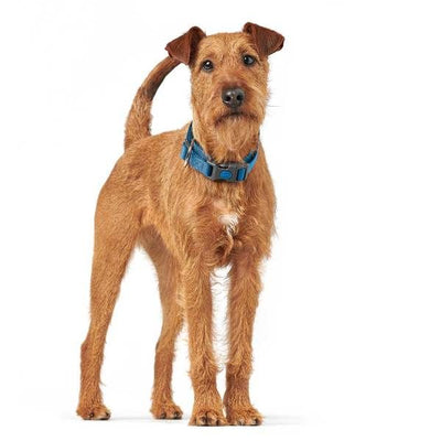 Hunter London Dog Collar