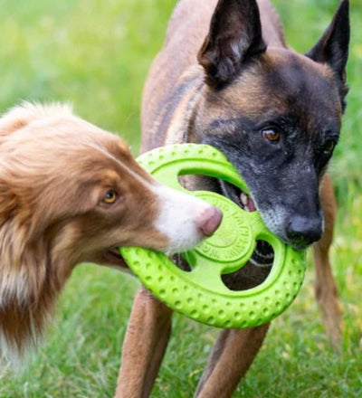 KIWI WALKER Lets play! FRISBEE MINI Toy for Dogs