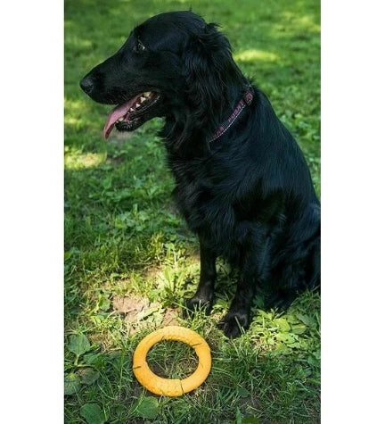 KIWI WALKER Lets play! FRISBEE Toy for Dogs