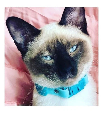 Kittyrama Aqua Kitten Collar