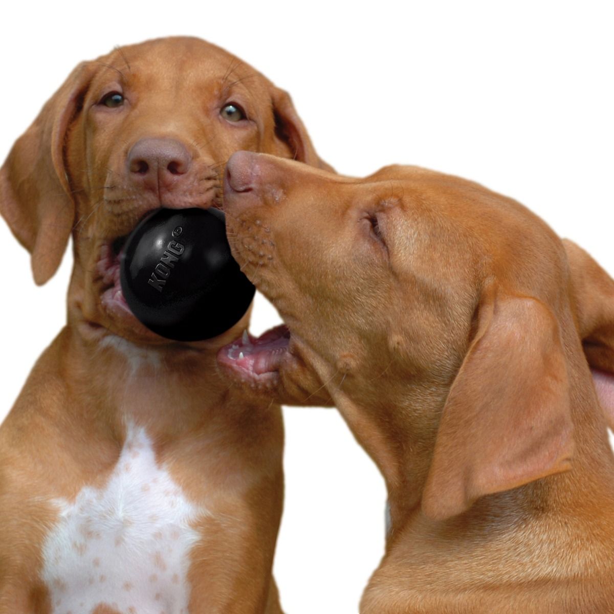 Kong Ball Extreme Dog Toy