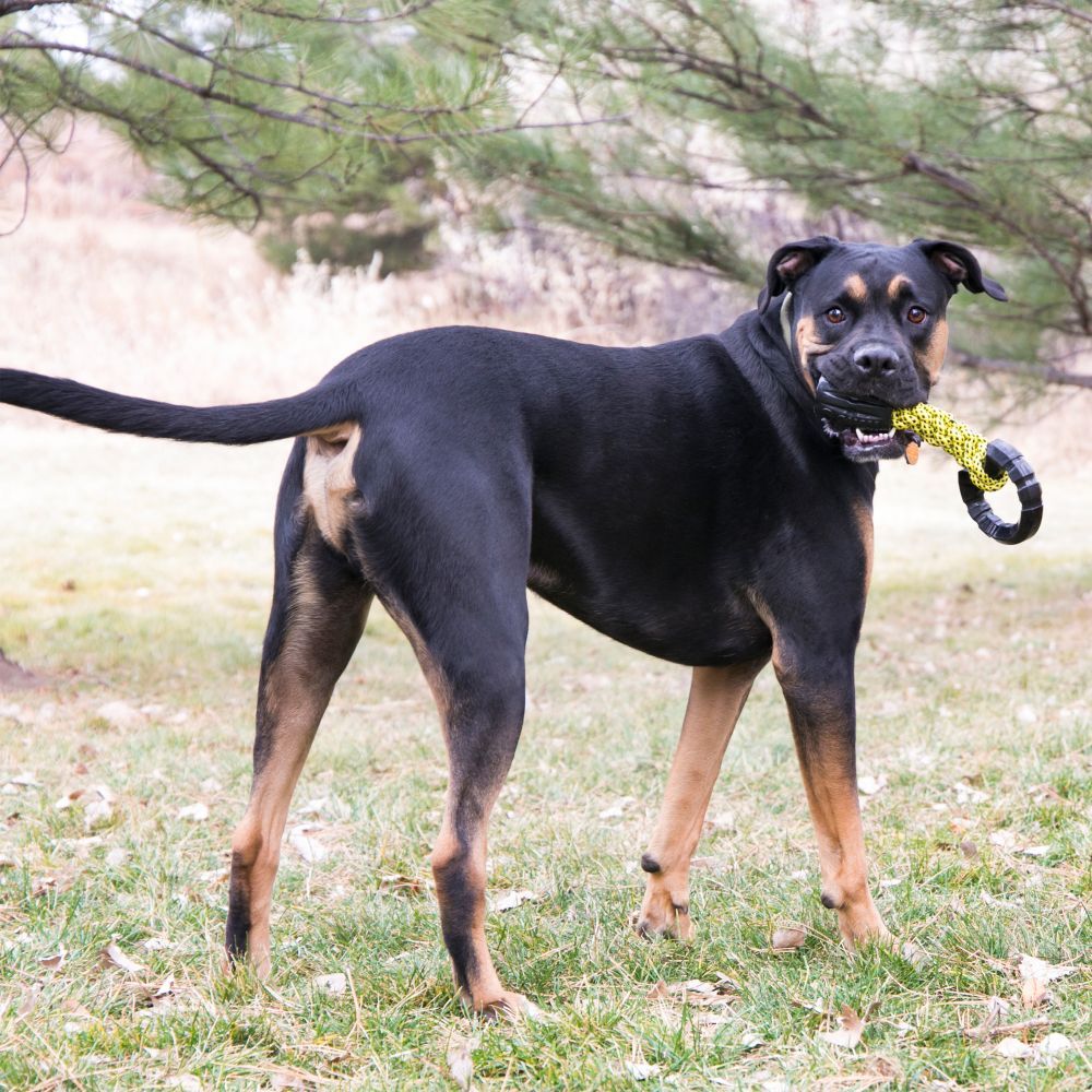 Kong Jaxx Braided Tug Dog Toy