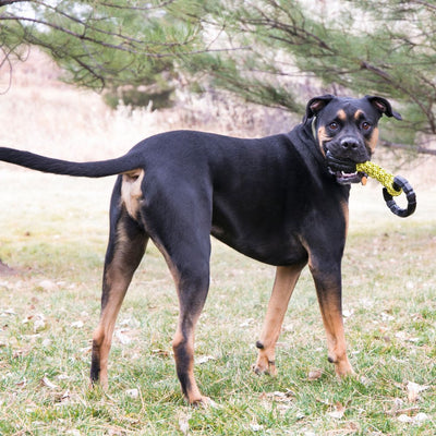 Kong Jaxx Braided Tug Dog Toy