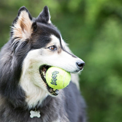 Kong SqueakAir Ball Dog Toy 6 pack