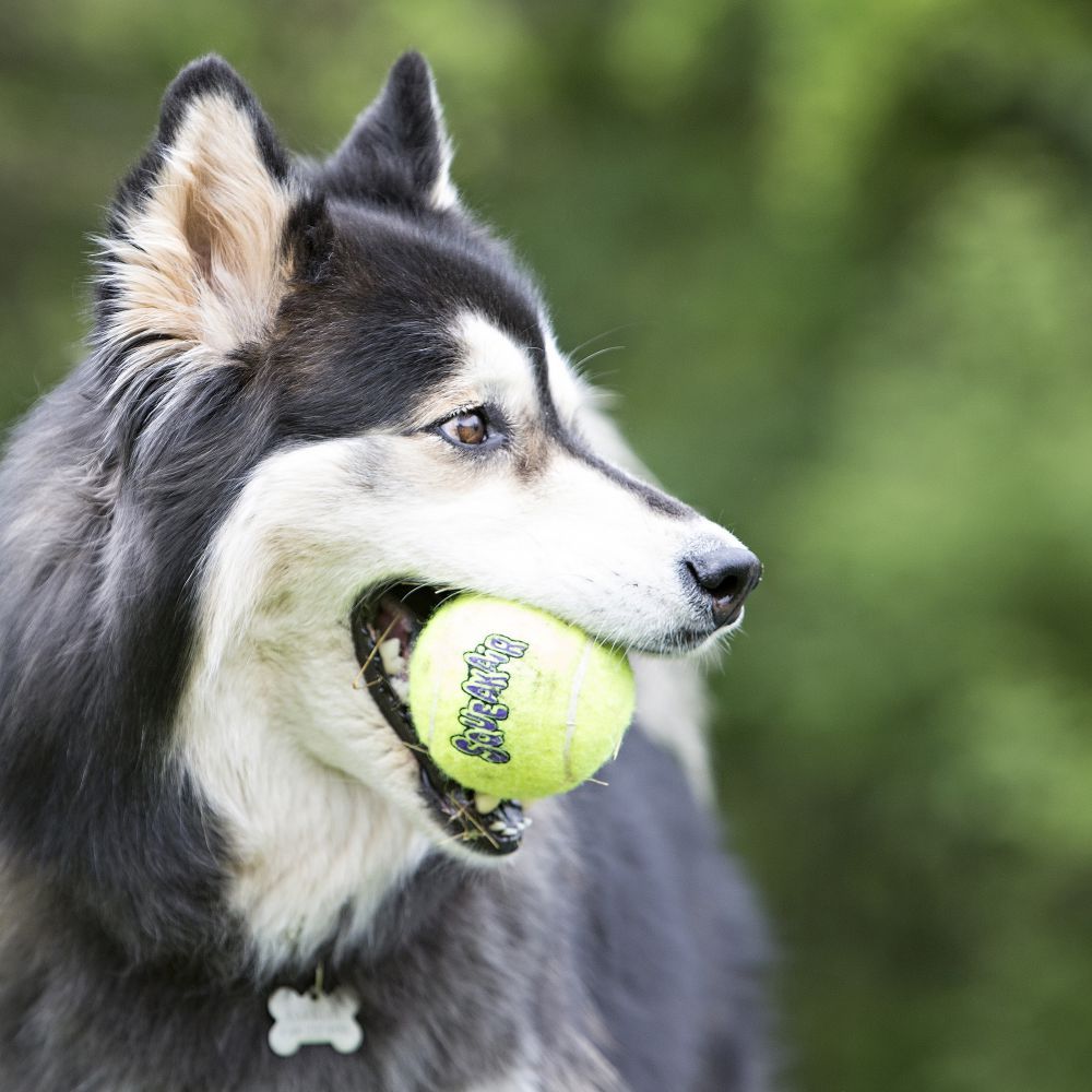Kong Squeakair Ball Dog Toy