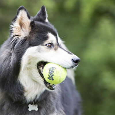 Kong Squeakair Ball Dog Toy