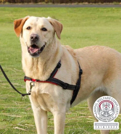 Trixie Lead n Walk Soft Training Harness for Dogs
