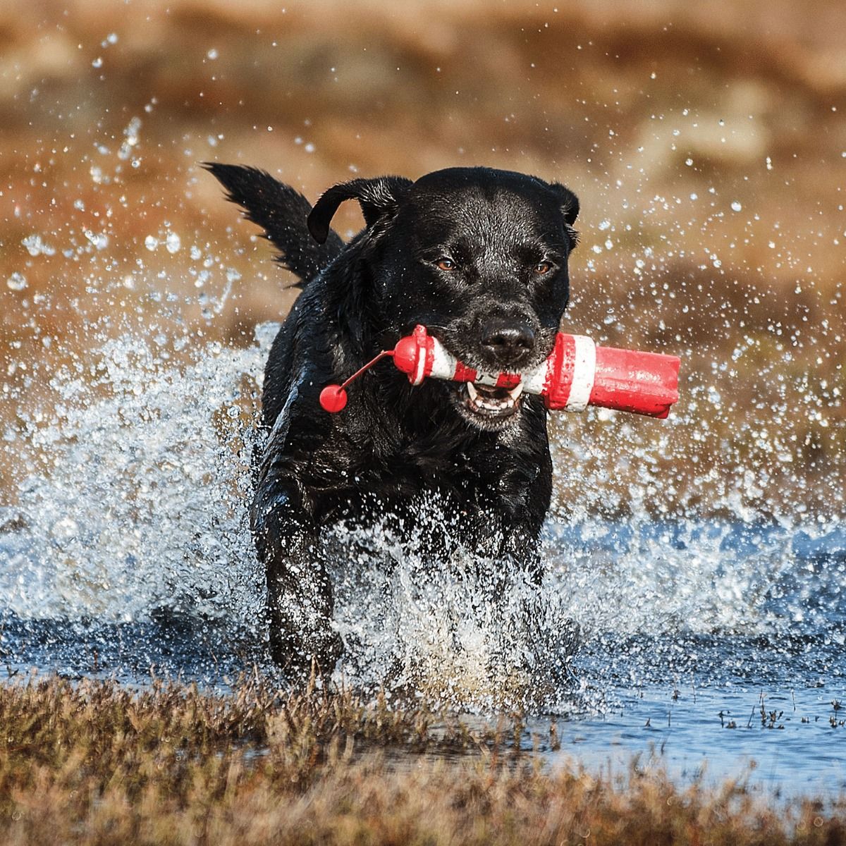 Rogz Lighthouse Fetch Dog Toy
