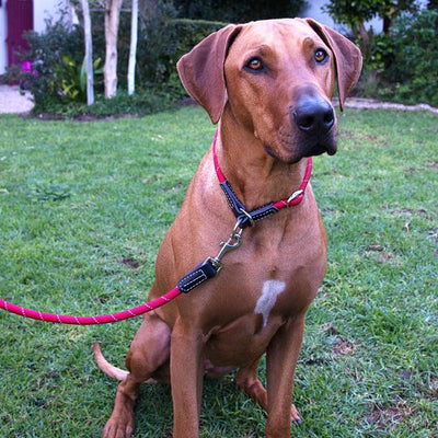Rogz Rope Dog Leash