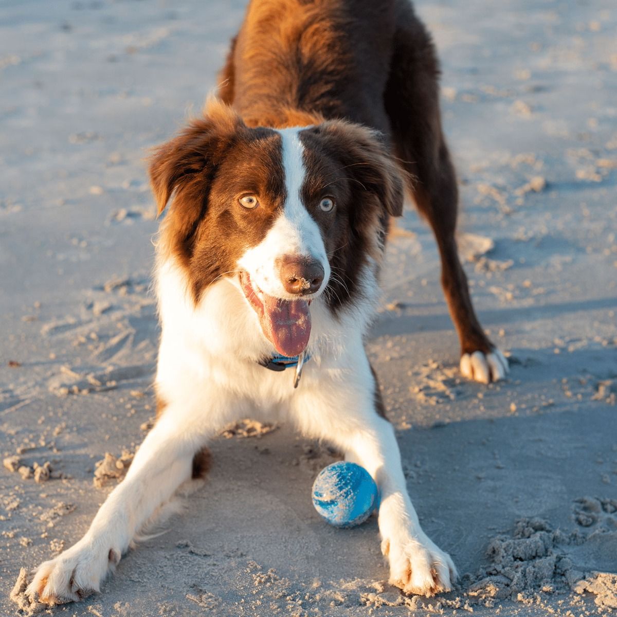 Rogz Squeekz Fetch Ball Dog Toy