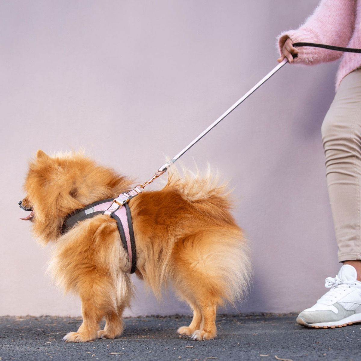 Rogz Urban Classic Dog Leash