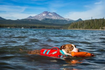 Ruffwear Float Coat Dog Life Jacket