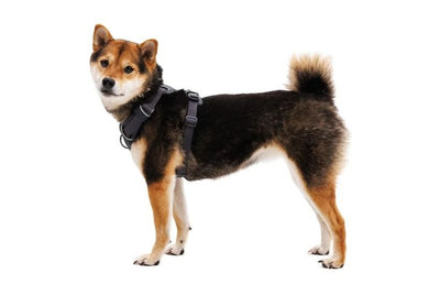 Ruffwear Front Range Padded Dog Harness