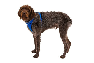 Ruffwear Front Range Padded Dog Harness