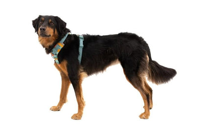 Ruffwear Front Range Padded Dog Harness