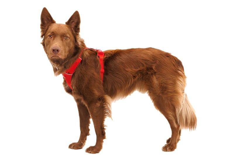 Ruffwear Front Range Padded Dog Harness