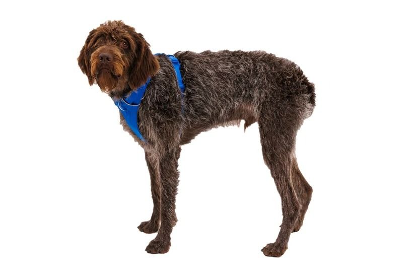 Ruffwear Front Range Padded Dog Harness