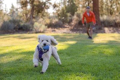 Ruffwear Huckama Rubber Throw Dog Toy