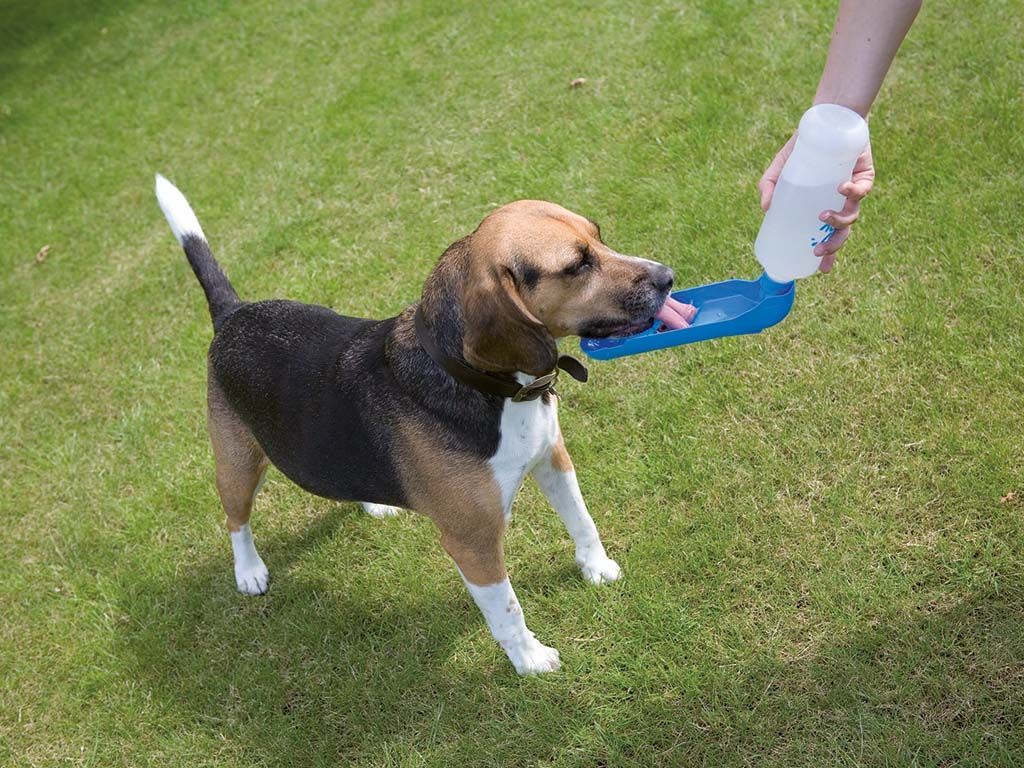 Savic Aqua Boy Dog Water Dispenser