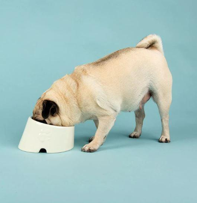 Scruffs Icon Flat Faced Dog Bowl 18cm