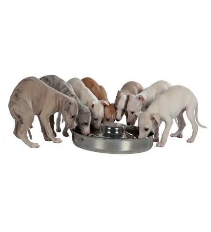 Stainless Steel Bowl for Puppies