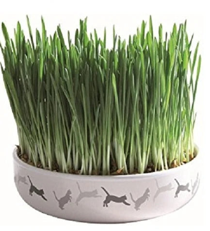 Trixie Cat Grass in Ceramic Bowl for Cats 50G