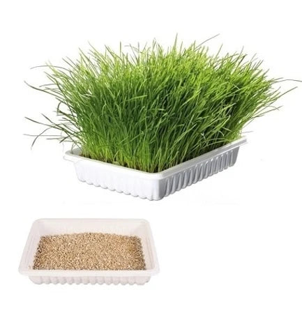 Trixie Cat Grass in Tray for Cats 100G