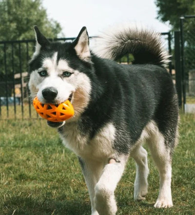 Ebi Bite Me 'Crack Me Up' Rugby Sensory Dog Toy