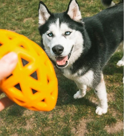 Ebi Bite Me 'Crack Me Up' Rugby Sensory Dog Toy