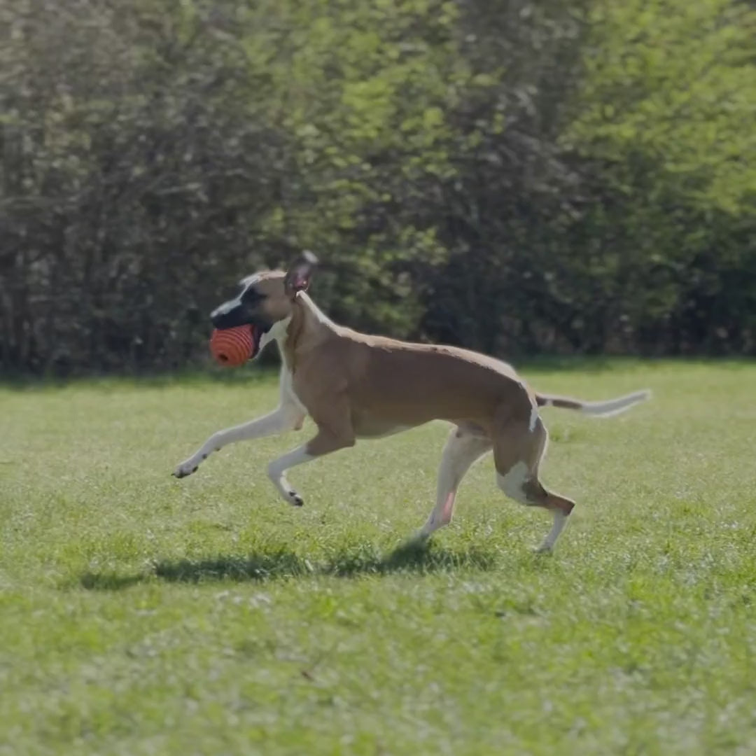 Doggi Dumbbell